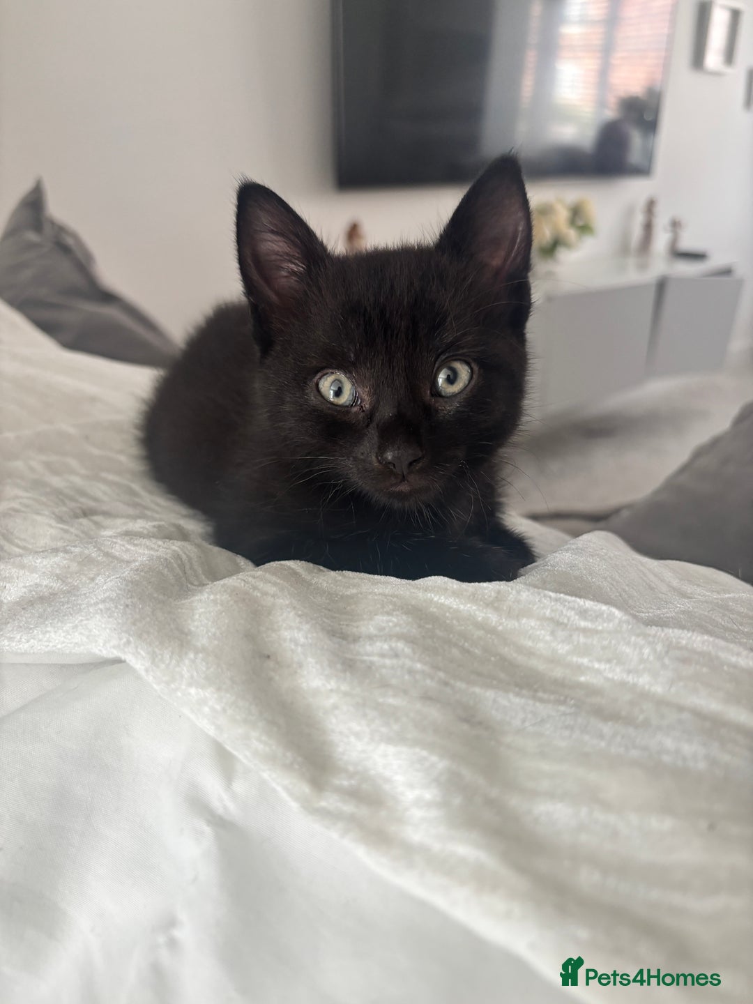 Mixed Breed cats for sale: 5 beautiful kittens - Image 6