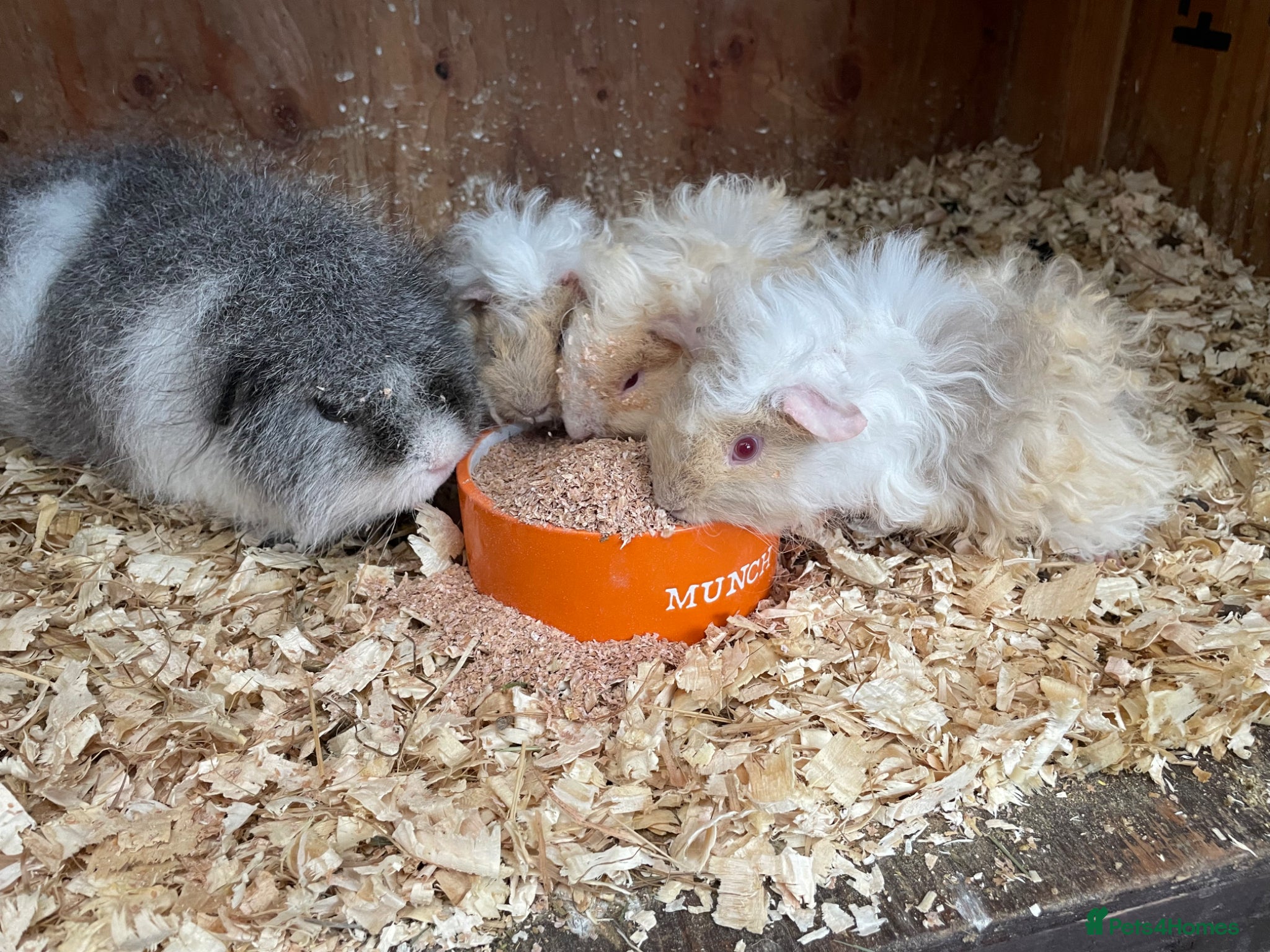 Guinea Pig rodents Long haired boys - Advert 5