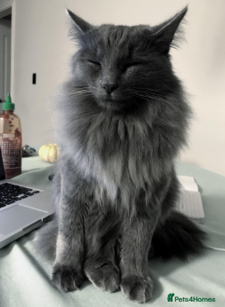 Maine Coon cats Stunning Full Blue Female Kittens  - Advert 10