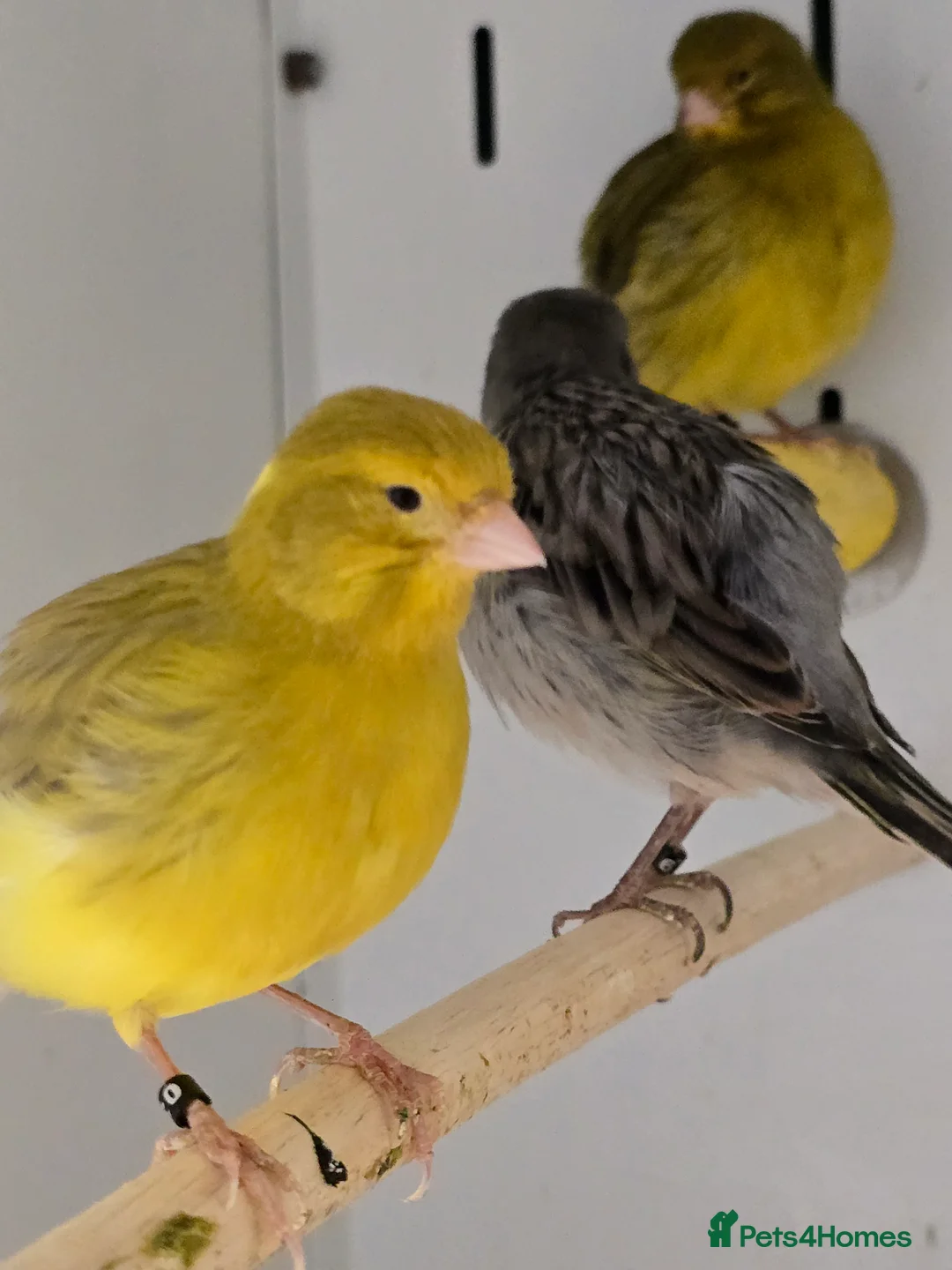 Canaries birds for sale: Stunning Fife & Gloster Canaries (pet or breeding) - Advert 10
