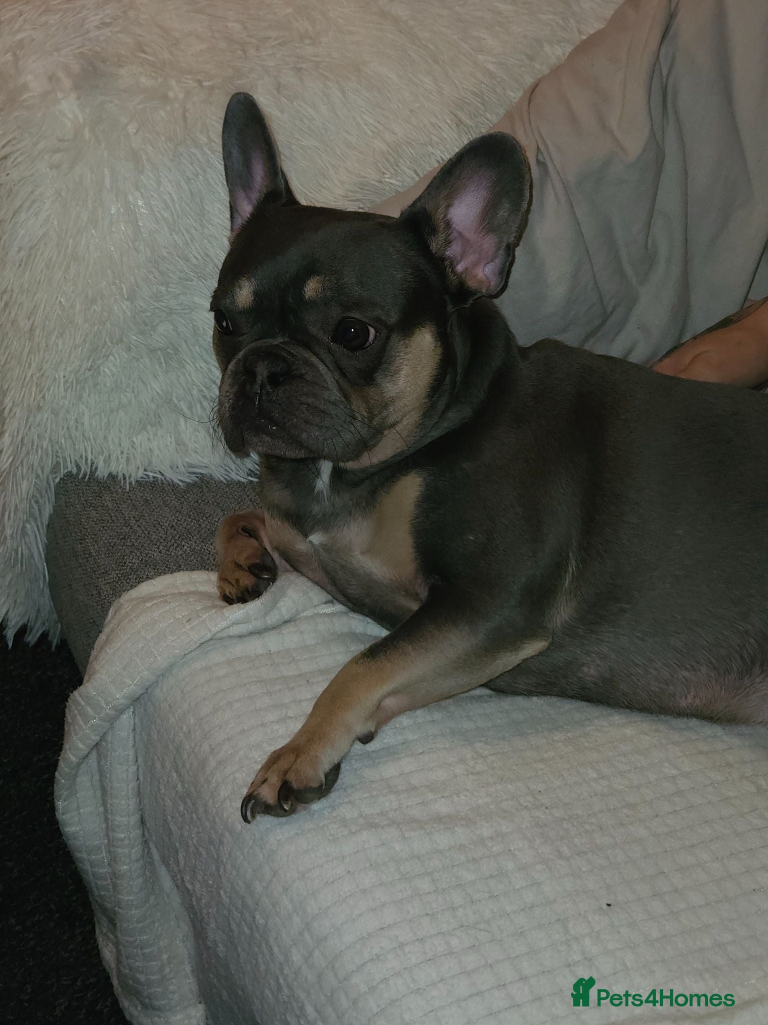 French Bulldog dogs Primrose - Advert 2