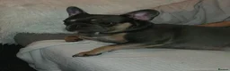 French Bulldog dogs for sale: Primrose in Port Talbot - Advert 1