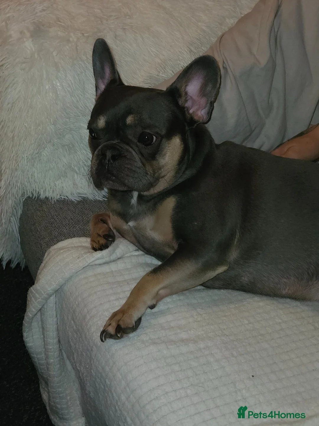 French Bulldog dogs for sale: Primrose in Port Talbot - Advert 1