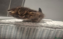 Mixed Breed cats for sale: 3 kittens  - Image 13