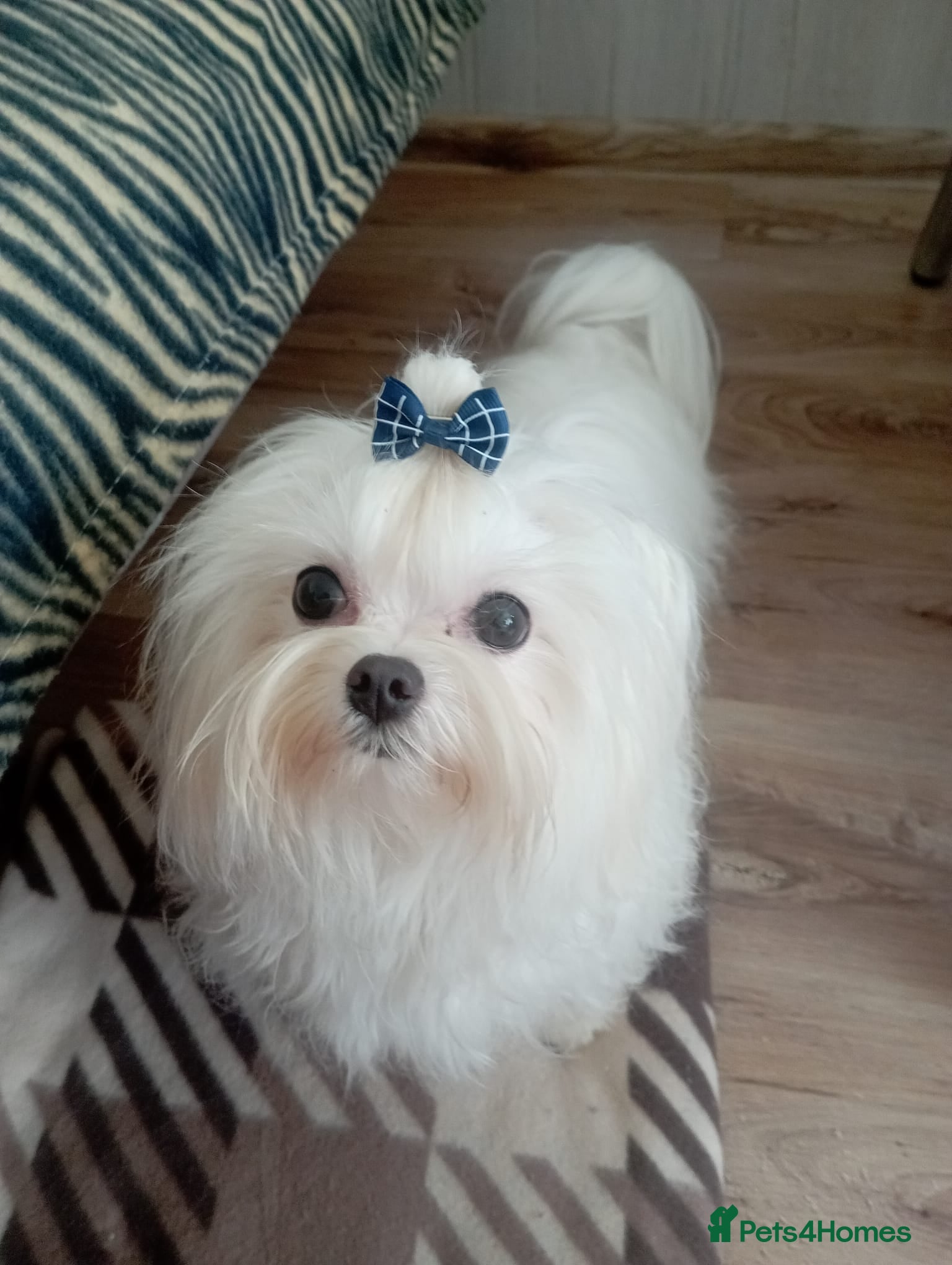 Maltese dogs Wonderful maltese for stud - Advert 3