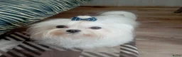 Maltese dogs for stud: Wonderful maltese for stud - Advert 1