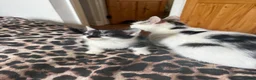 Mixed Breed cats for sale: Kittens looking for their forever home 🏠🐾 - Advert 3