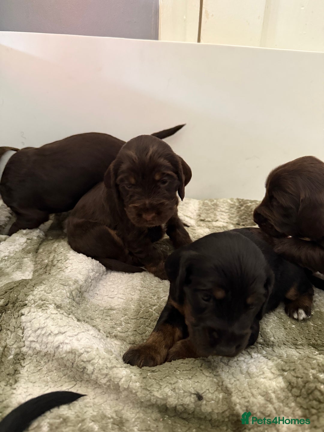 Cockapoo dogs for sale: F1B cockapoo puppies - Image 2