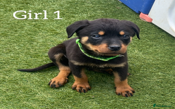 Rottweiler dogs for sale: 6 beautiful Rottweiler puppies for sale  - Image 1