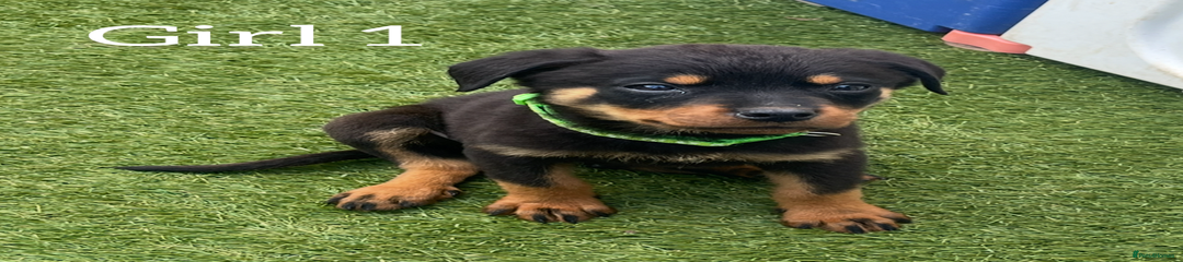 Rottweiler Puppy 5