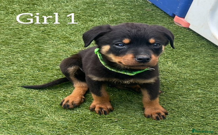 Rottweiler dogs - Advert 3