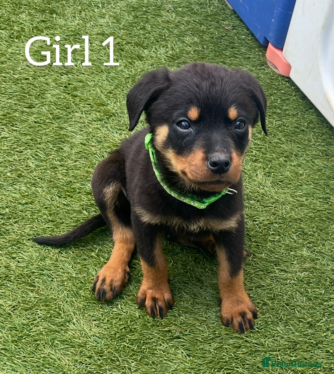 Rottweiler dogs for sale: 6 beautiful Rottweiler puppies for sale  - Image 1