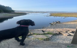 Sprocker dogs for sale: Springer Spaniel for sale  - Image 6