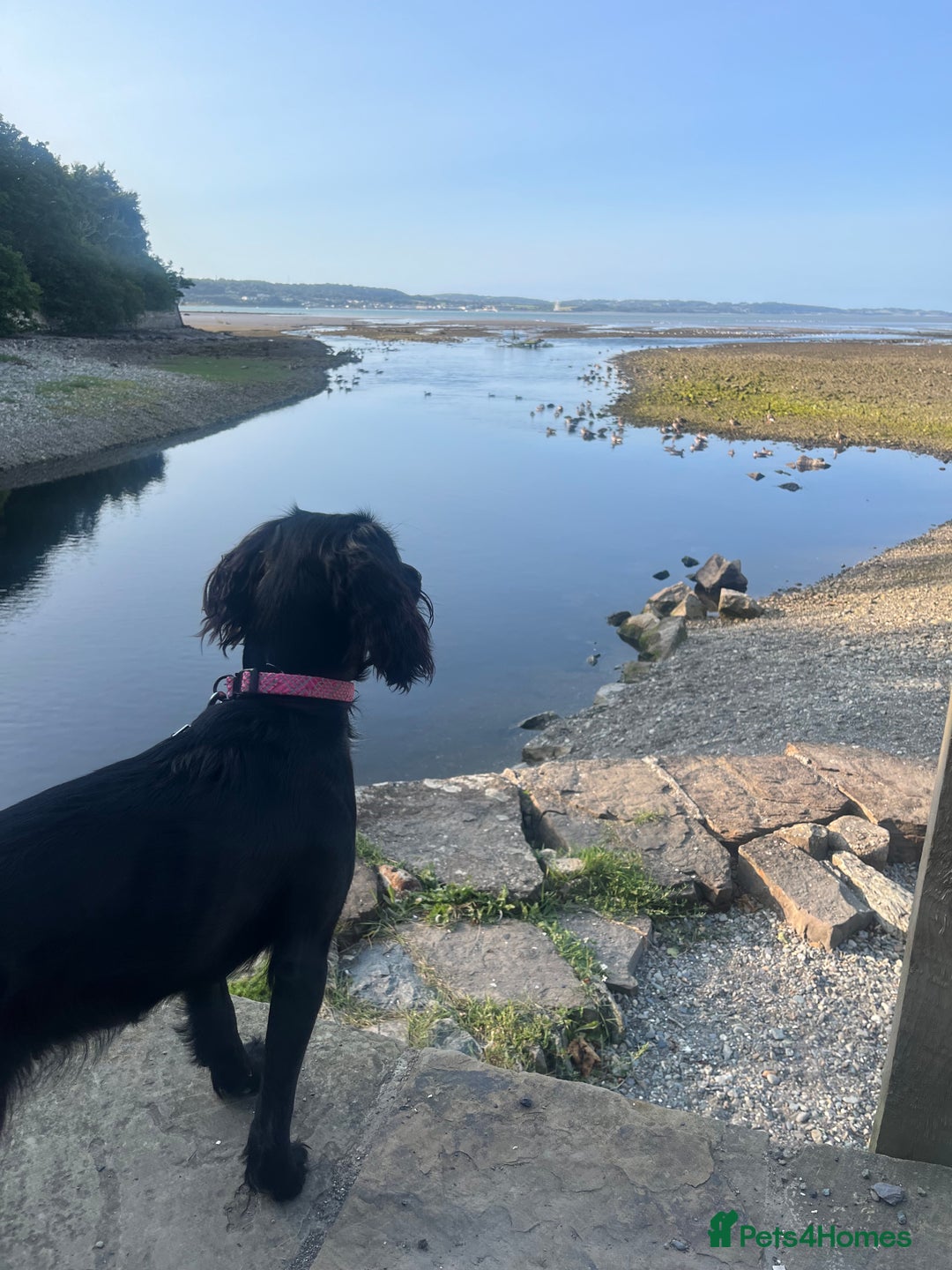 Sprocker dogs for sale: Springer Spaniel for sale  - Image 6