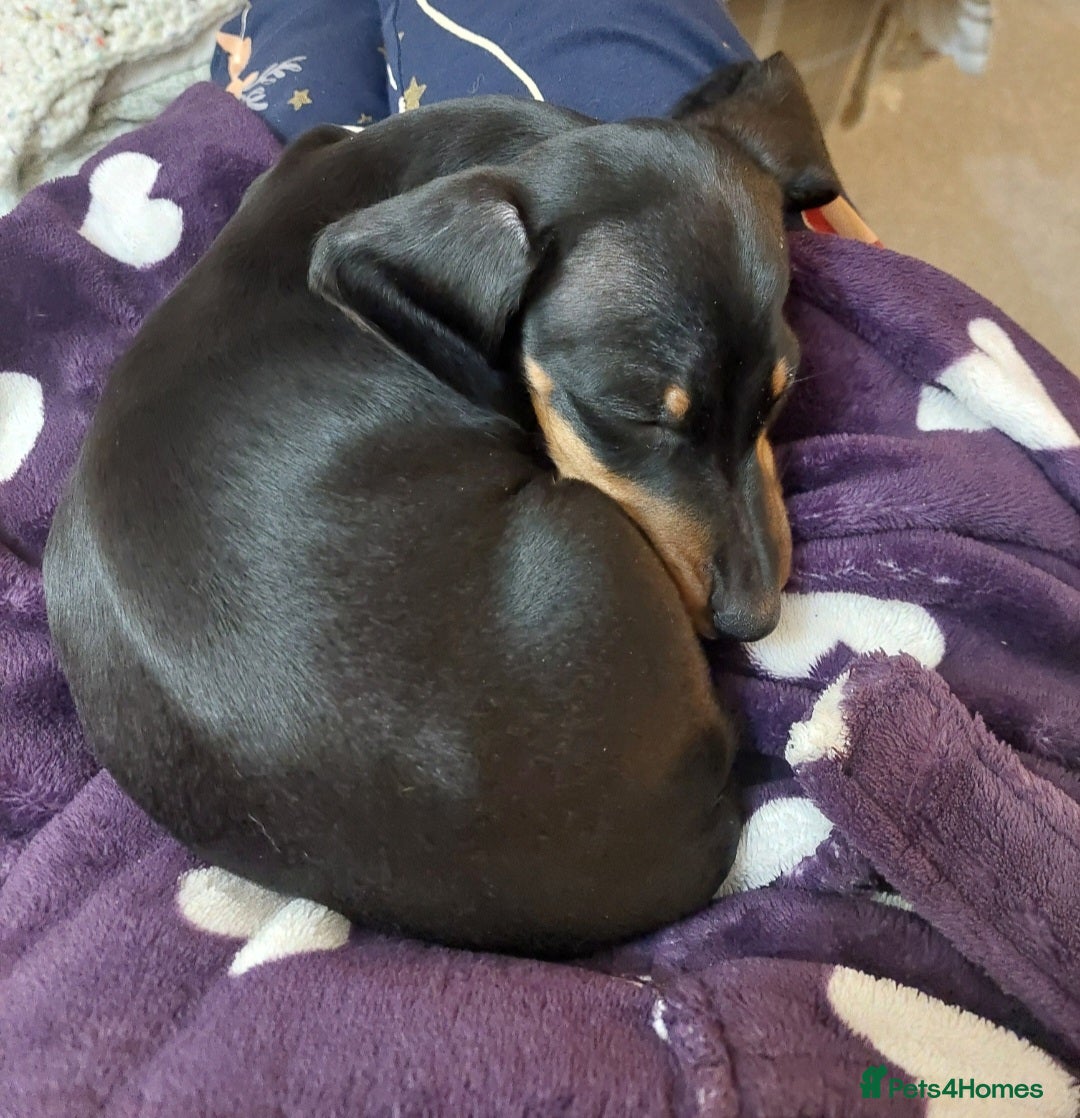 Miniature Dachshund dogs for sale: r Bitch 13 weeks / Black & Tan Puppy. - Advert 2