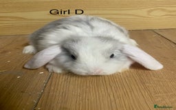 Mini Lop rabbits for sale: Beautiful mini lop bunnies - Advert 5