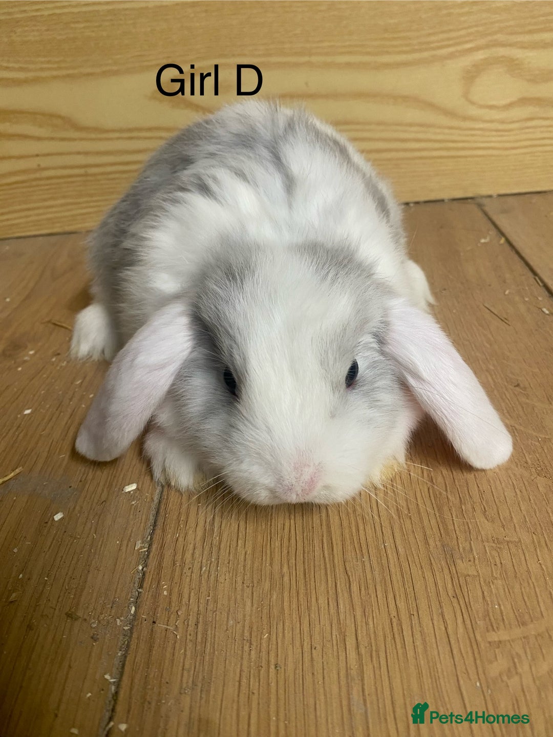 Mini Lop rabbits for sale: Beautiful mini lop bunnies - Advert 5