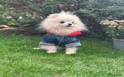 Pomeranian dogs for sale: White and Cream Pomeranian Boys in London - Image 2