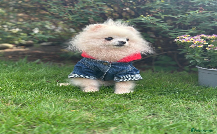 Pomeranian dogs in London - Advert 11