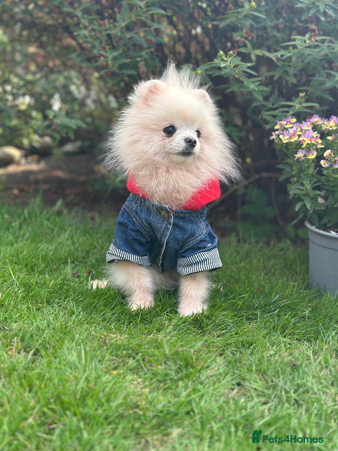 Pomeranian dogs for sale: White and Cream Pomeranian Boys in London - Image 2