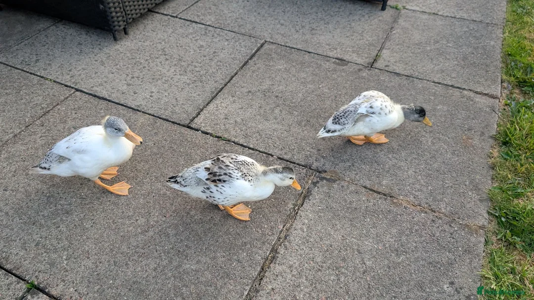 Ducks poultry for sale: 6 week old tame miniature silver appleyard ducks in Stockport - Advert 4