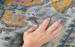 British Shorthair cats for sale: LAST CHUNKY BOY Cute Bristish Short Hair Kittens  - Image 14