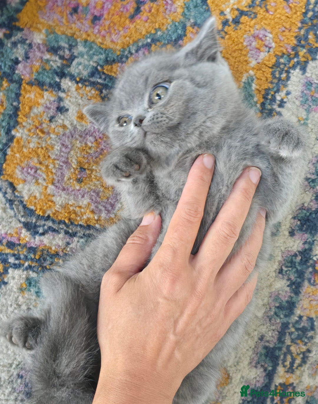 British Shorthair cats for sale: LAST CHUNKY BOY Cute Bristish Short Hair Kittens  - Image 14