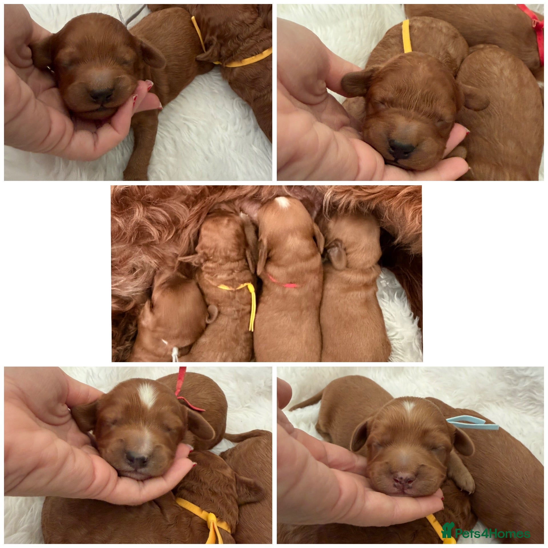 Cavapoo dogs Top quality, health tested F1b Cavapoo babies - Advert 1