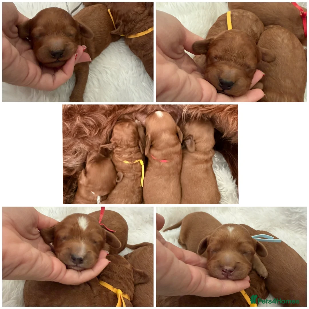 Cavapoo dogs for sale: Top quality, health tested F1b Cavapoo babies - Advert 1