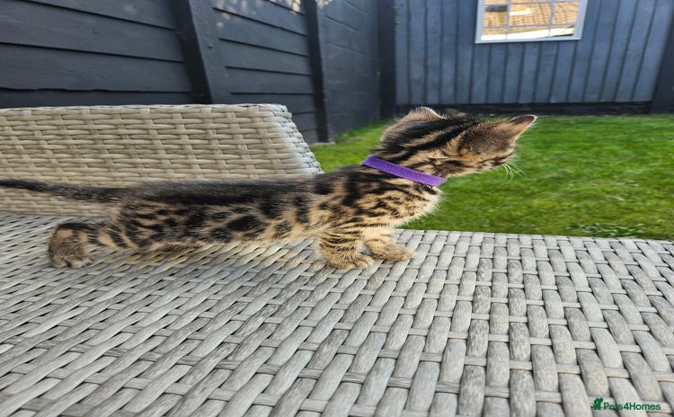 Bengal cats - Advert 1