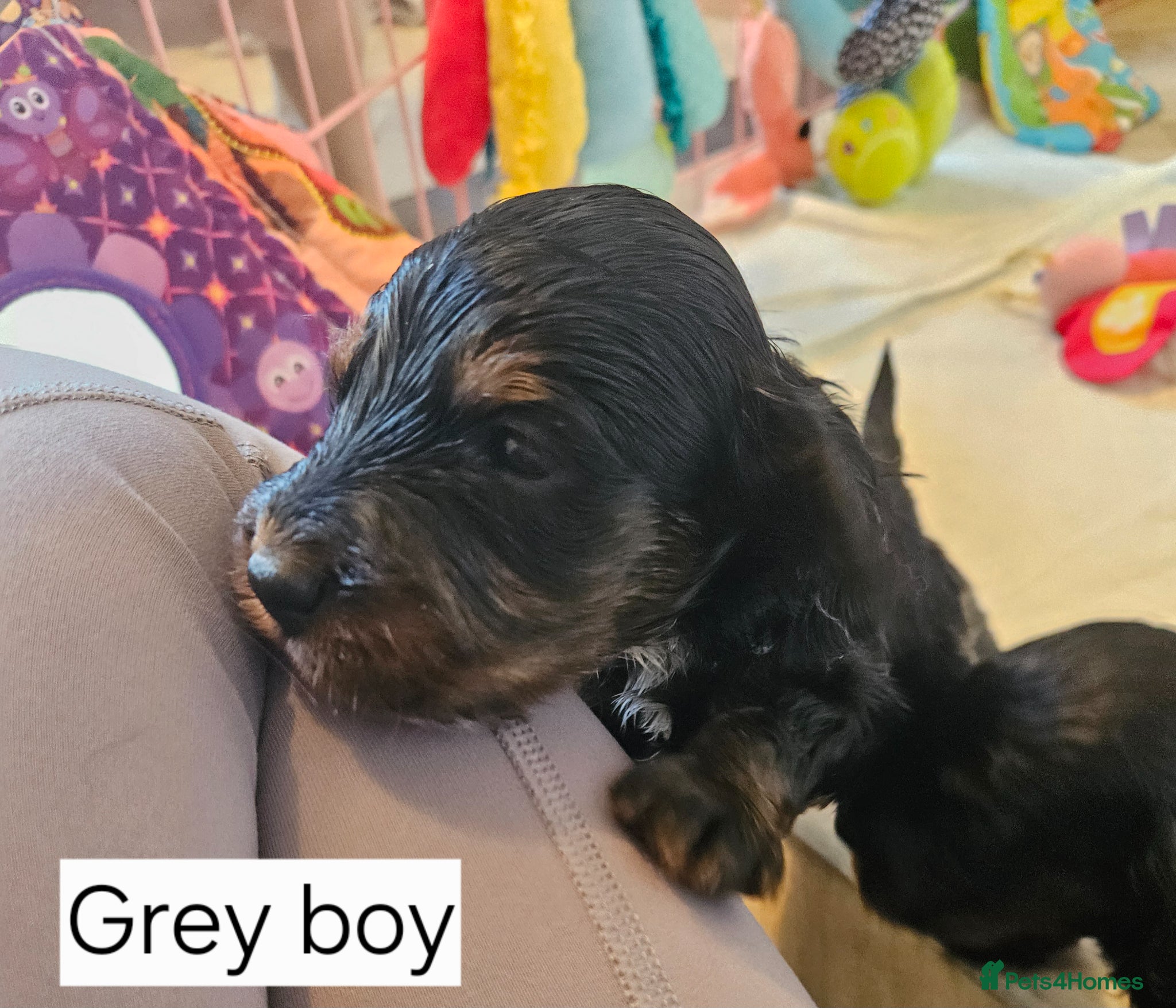 Cockapoo dogs Licensed insured breeder! Show cockapoo boys only  - Advert 2