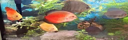 Discus fish for sale: Discus for sale  in Bow Street - Advert 1