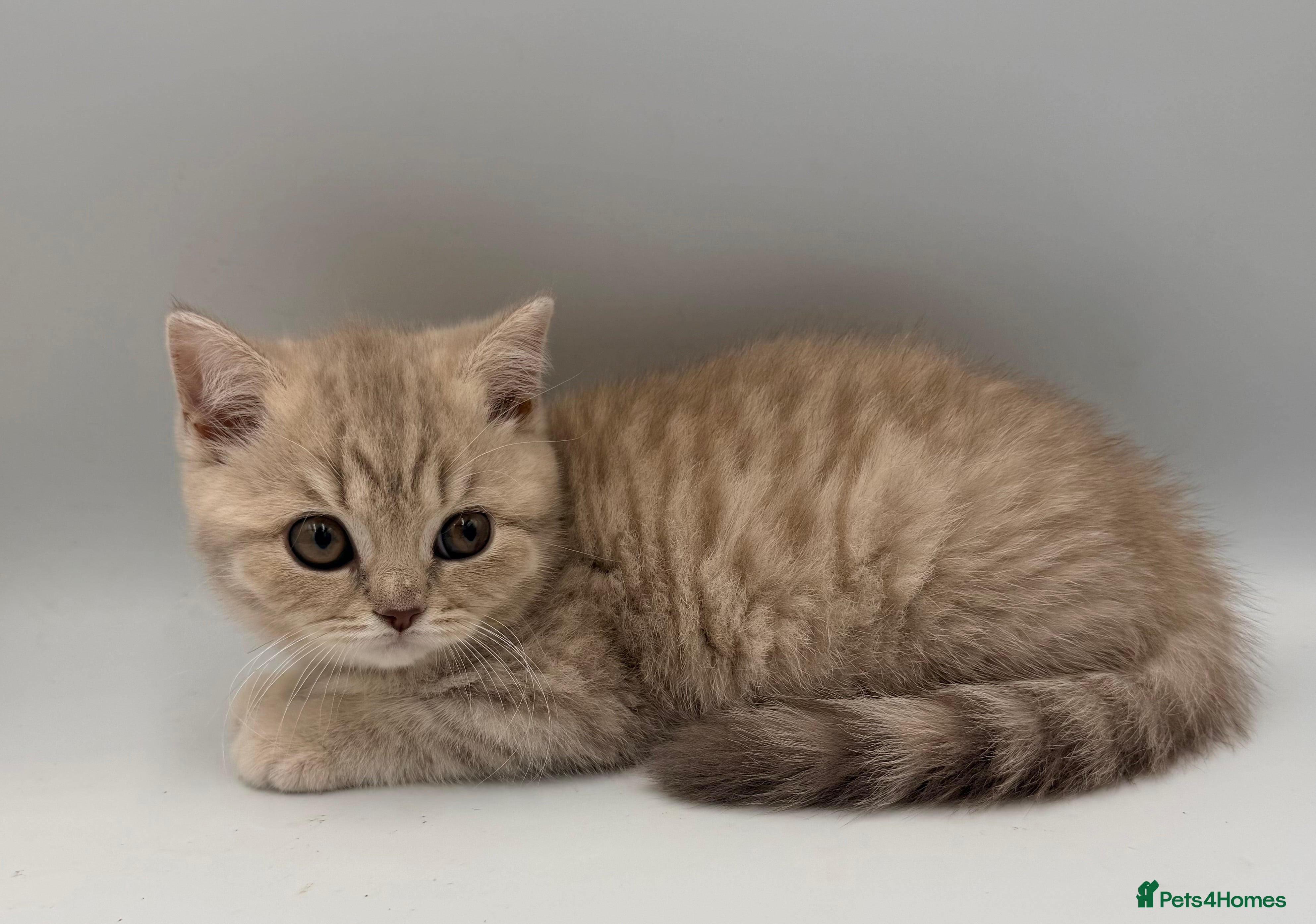 British Shorthair cats PEDIGREE REGISTERED CHUNKY BRITISH SHORTHAIRS  - Advert 10