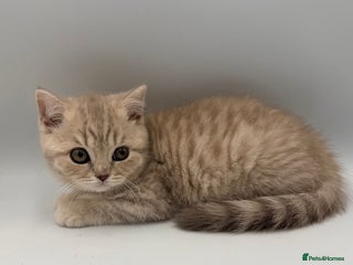 British Shorthair cats PEDIGREE REGISTERED CHUNKY BRITISH SHORTHAIRS - Advert 10