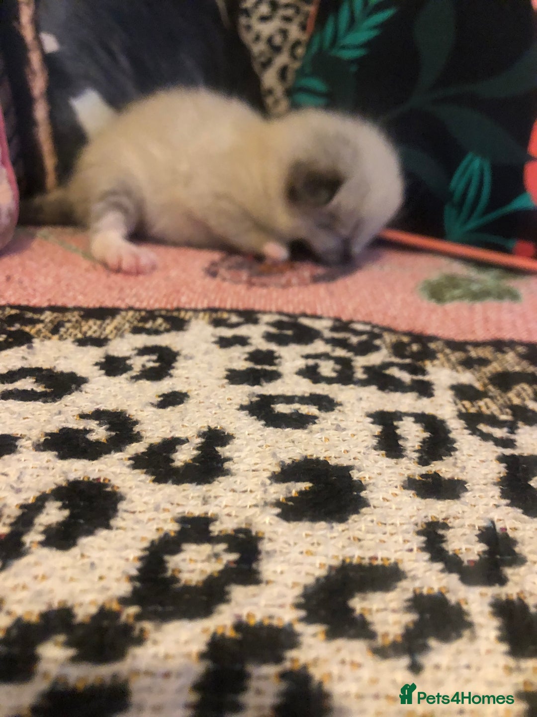 Ragdoll cats for sale: Ragdoll kittens  - Image 6