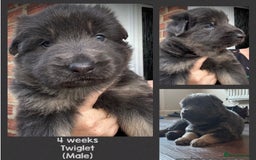 German Shepherd dogs for sale: Blue & Isabella German Shepherd Puppies For Sale  - Image 24