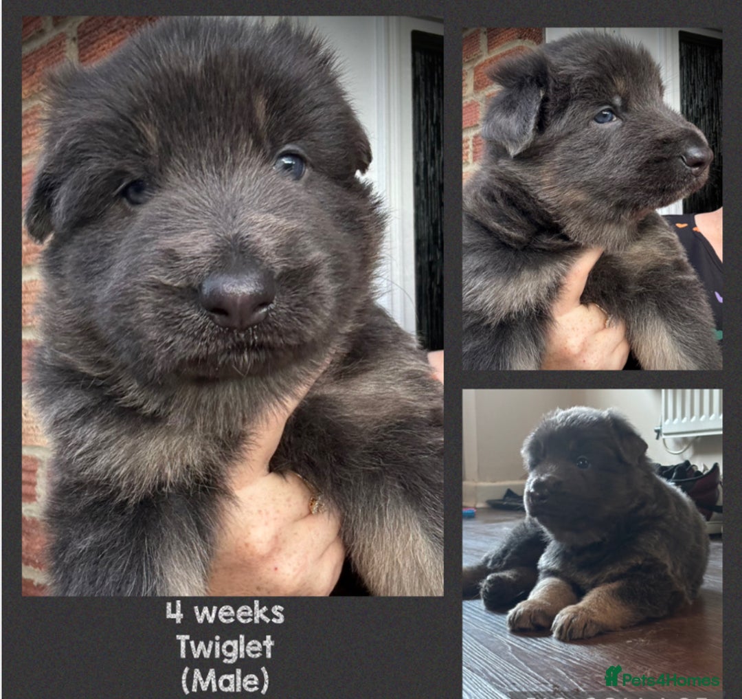 German Shepherd dogs for sale: Blue & Isabella German Shepherd Puppies For Sale  - Image 24