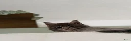 Maine Coon cats for sale: TICA Blue Tabby Maine Coon kitten  - Advert 8