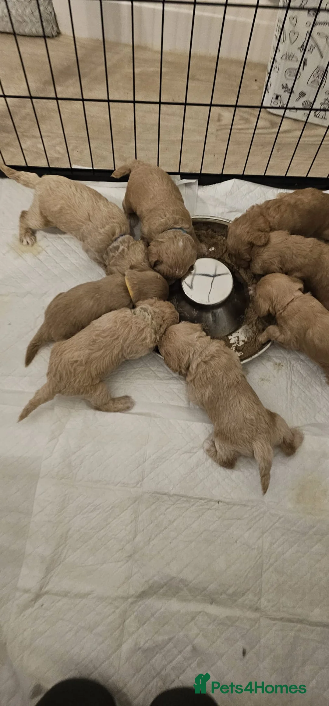 Miniature Poodle dogs for stud: Stunning proven KC health tested Red Stud in Reading - Advert 19