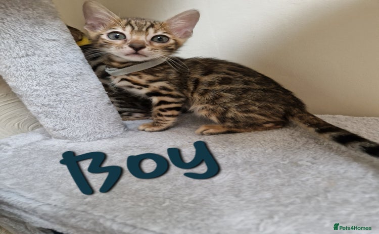 Bengal cats - Advert 11