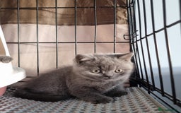 British Shorthair cats for sale: 3 Left Blue BSH Kittens Healthy GCCF Pedigree  - Image 6
