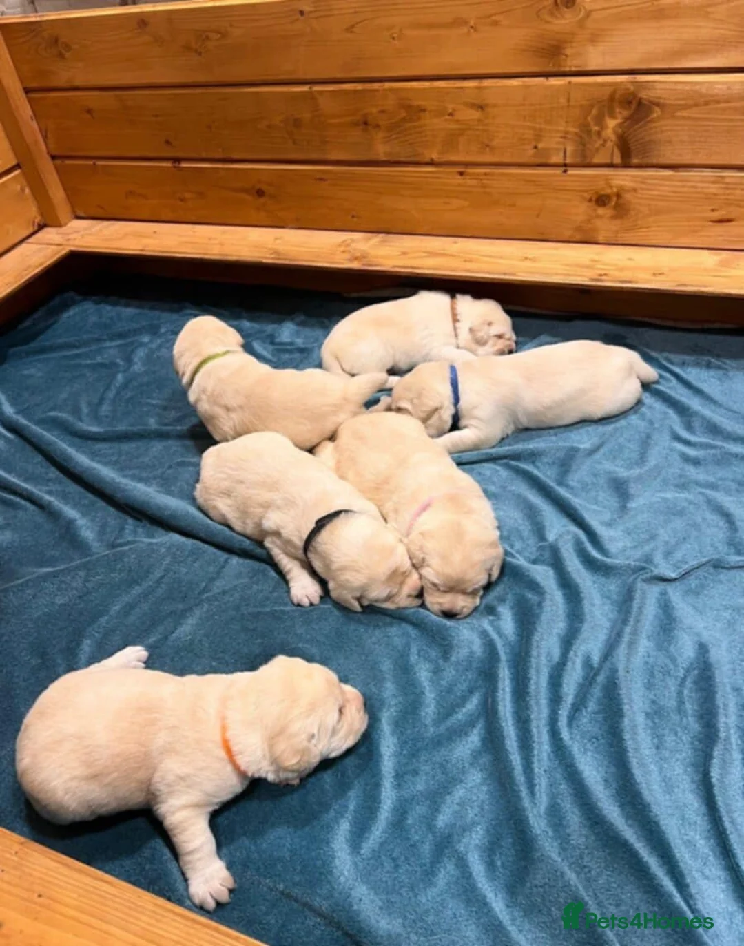 Labrador Retriever dogs for sale: ❤️ Labrador puppies 🖤 - Advert 5