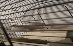 Doves birds for sale: Dimond doves  - Advert 1