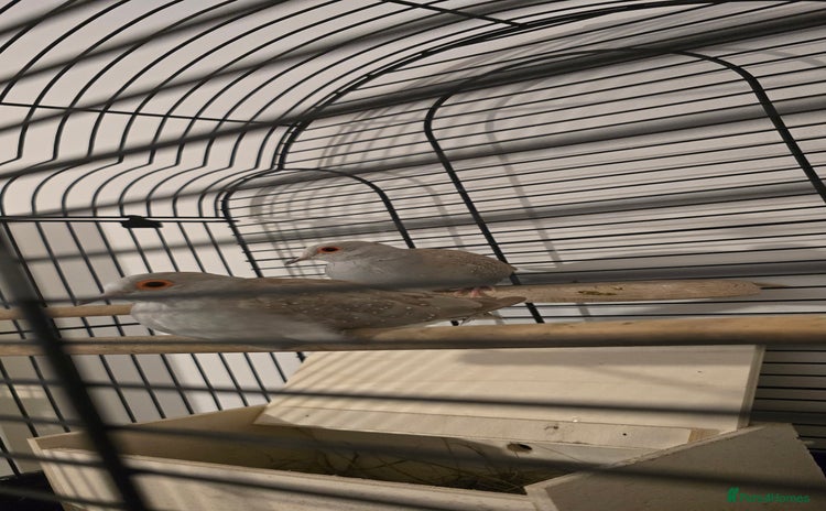 Doves birds Dimond doves  - Advert 3