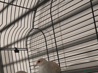 Doves birds Dimond doves - Advert 1