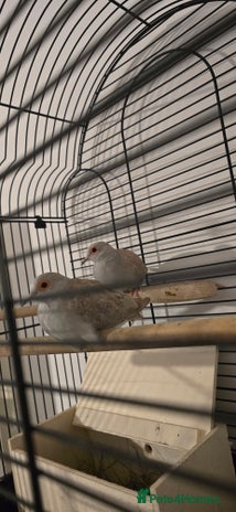 Doves birds Dimond doves - Advert 8