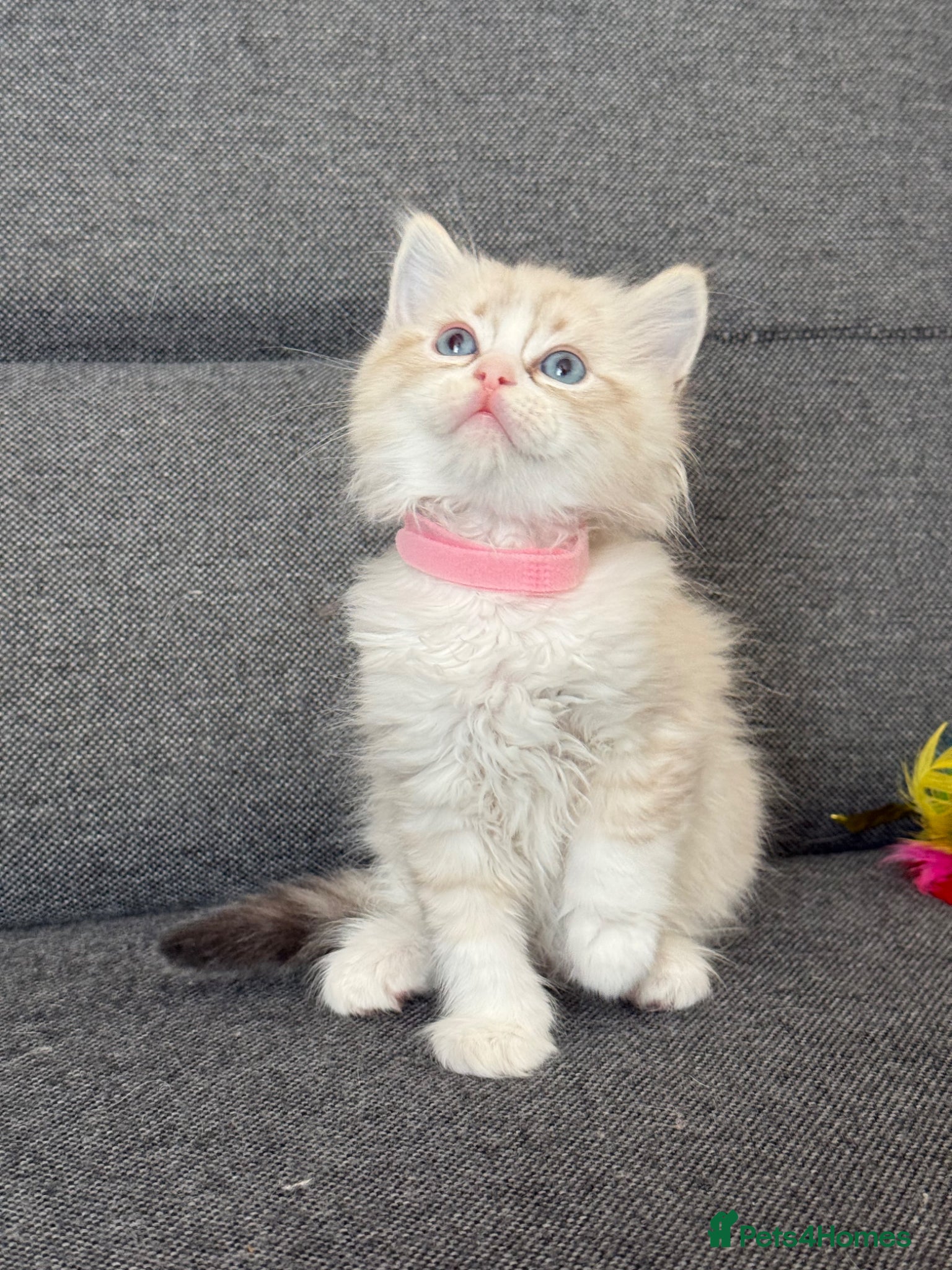 Ragdoll cats Stunning Ragdoll kittens ONLY 3 LEFT - Advert 1