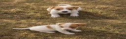 Jack Russell dogs for sale: Stunning litter of true Jack Russell’s  - Advert 2