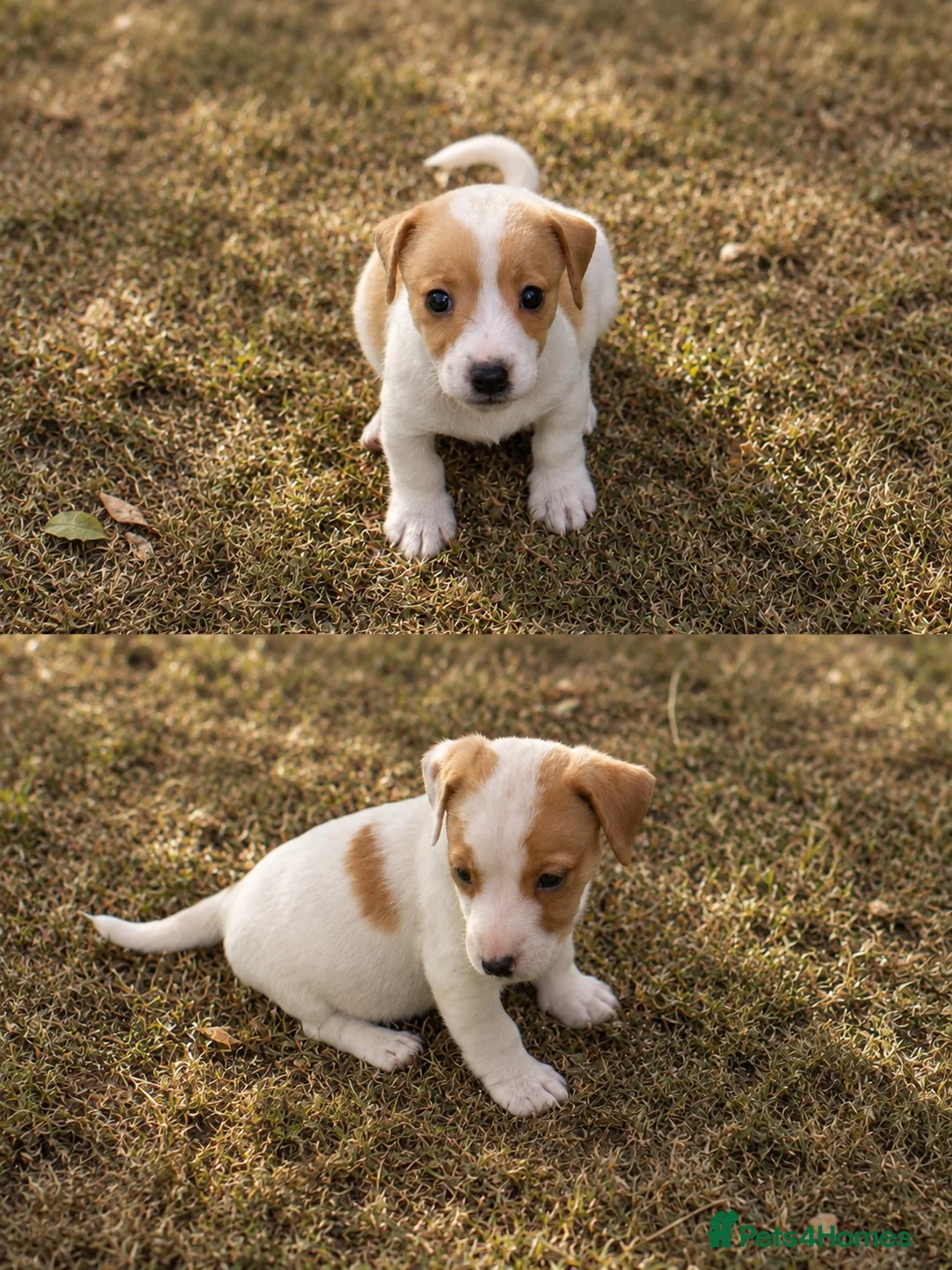 Jack Russell dogs for sale: Stunning litter of true Jack Russell’s  - Advert 2