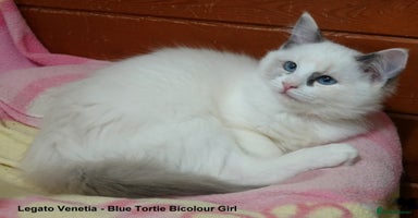 Ragdoll cats - Advert 1